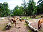 Зоопарки Швеции