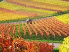Винодельческий рай Франции