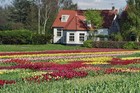 поля тюльпанов в Голландии