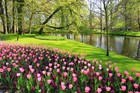 Голландия — родина тюльпанов