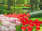 Голландия — родина тюльпанов