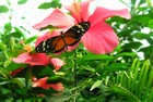 «Schmetterling Haus» — музей бабочек