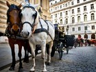 Австрия. Старейшая служба выездки лошадей