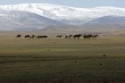 Что можно посмотреть в Монголии?