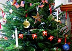 Новогодние датские елки – выращены для вас!