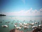 Прекрасные лебеди на озере Балатон, Венгрия